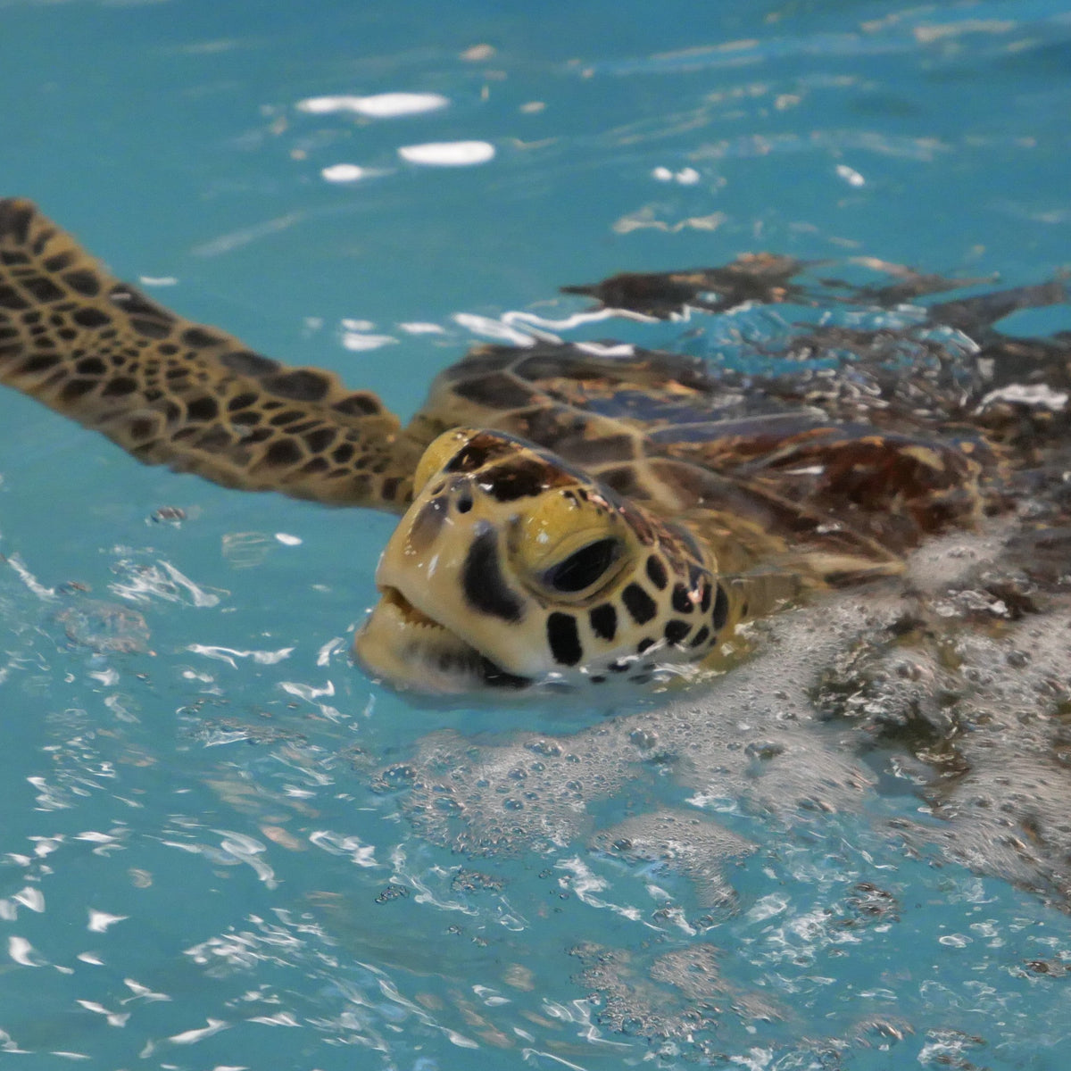 Adopt the Green Sea Turtles (Symbolic) – Jekyll Island Online Store