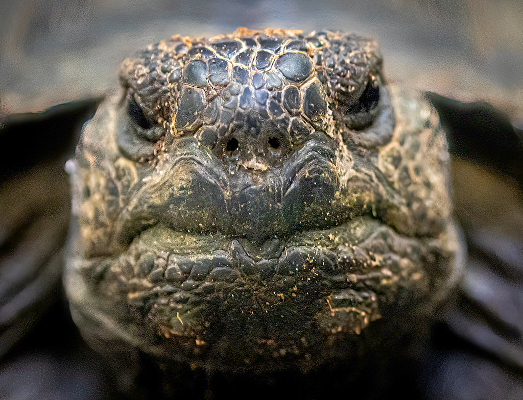 Sponsor a Gopher Tortoise or Box Turtle