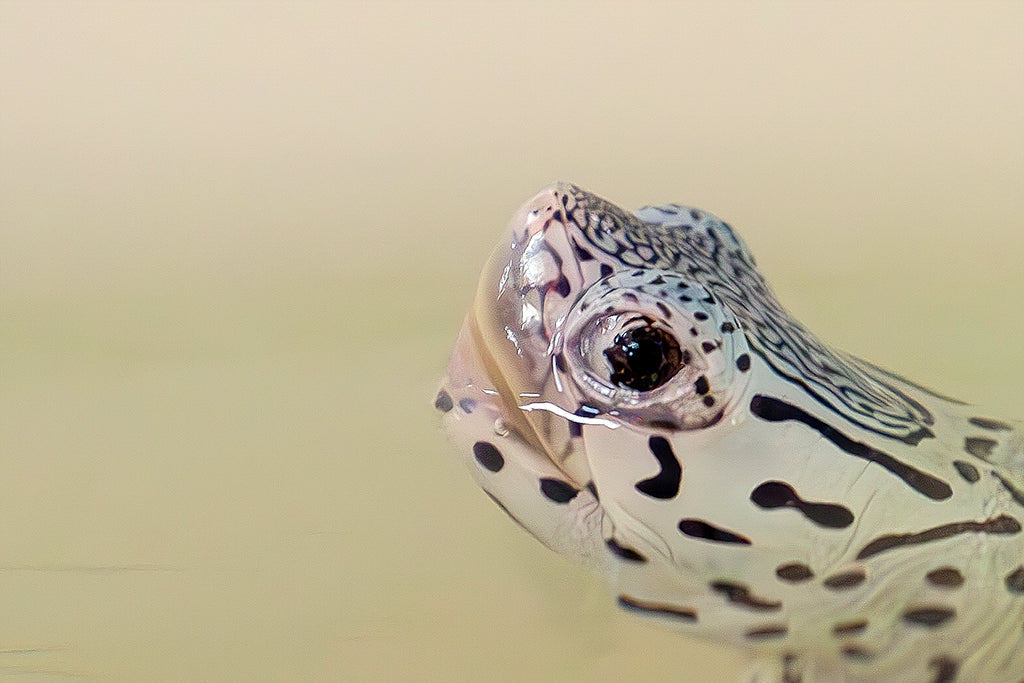 Sponsor a Diamondback Terrapin