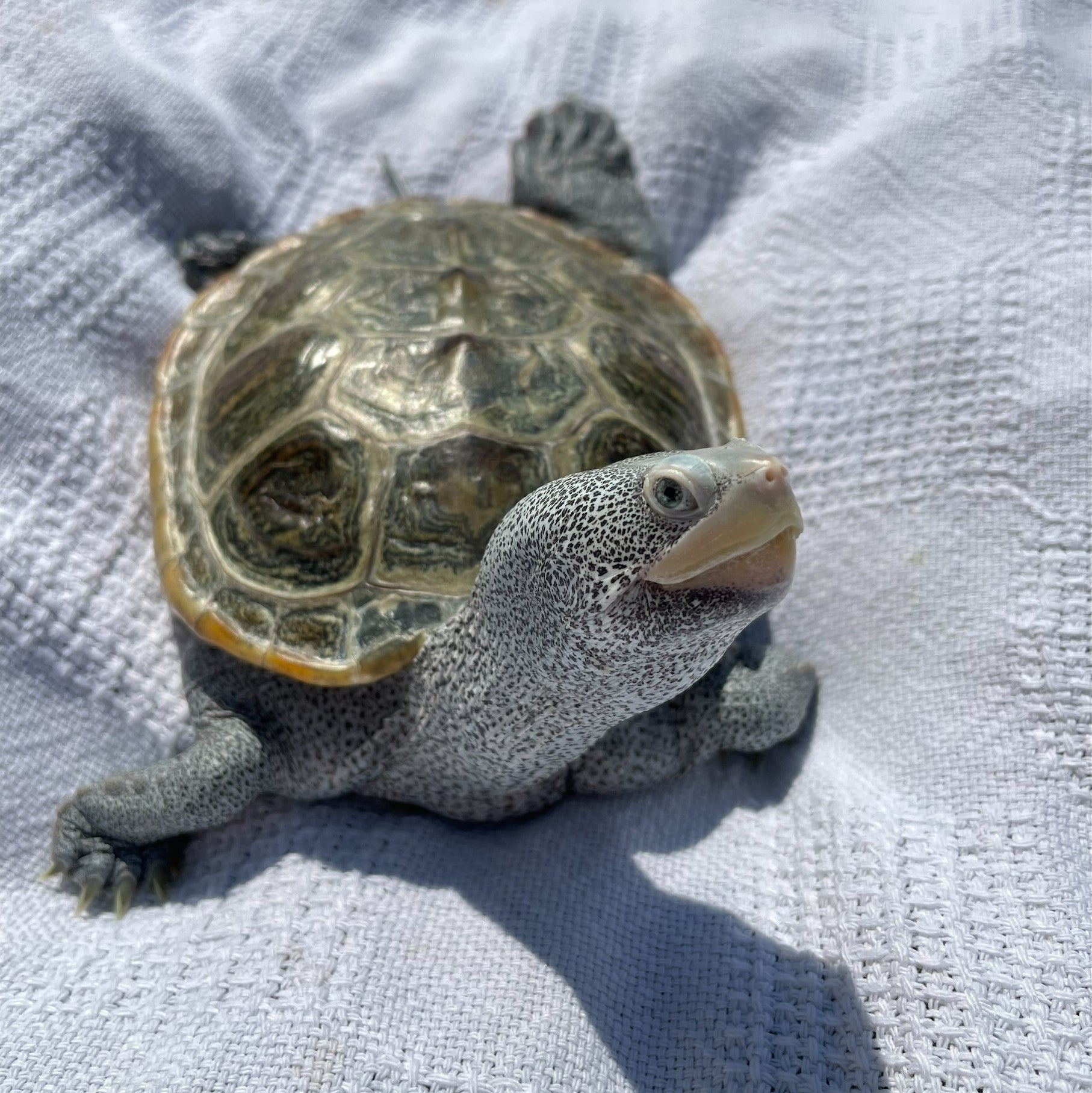 Sponsor an Education Ambassador