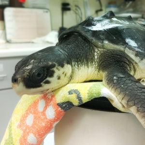 Adopt the Kemp's Ridley Sea Turtles (Symbolic)