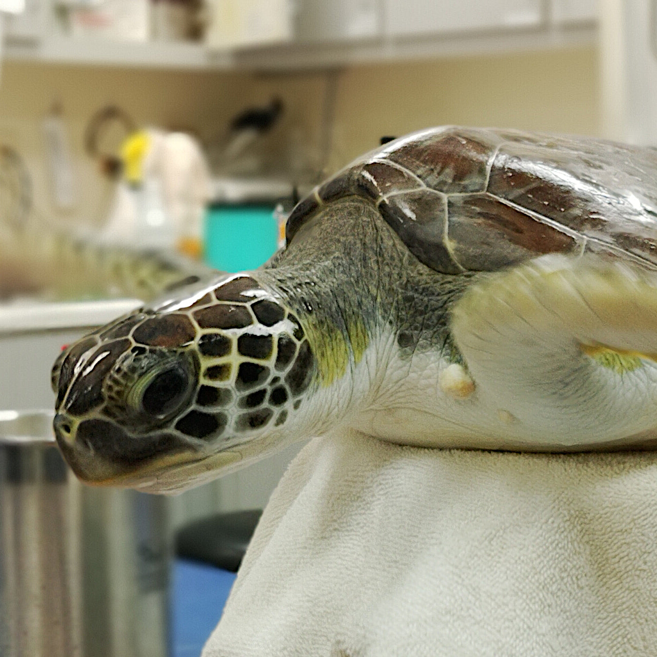 Adopt the Green Sea Turtles (Symbolic)