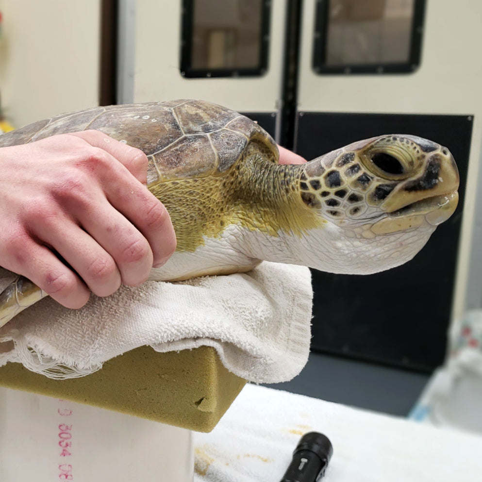 Adopt the Green Sea Turtles (Symbolic)