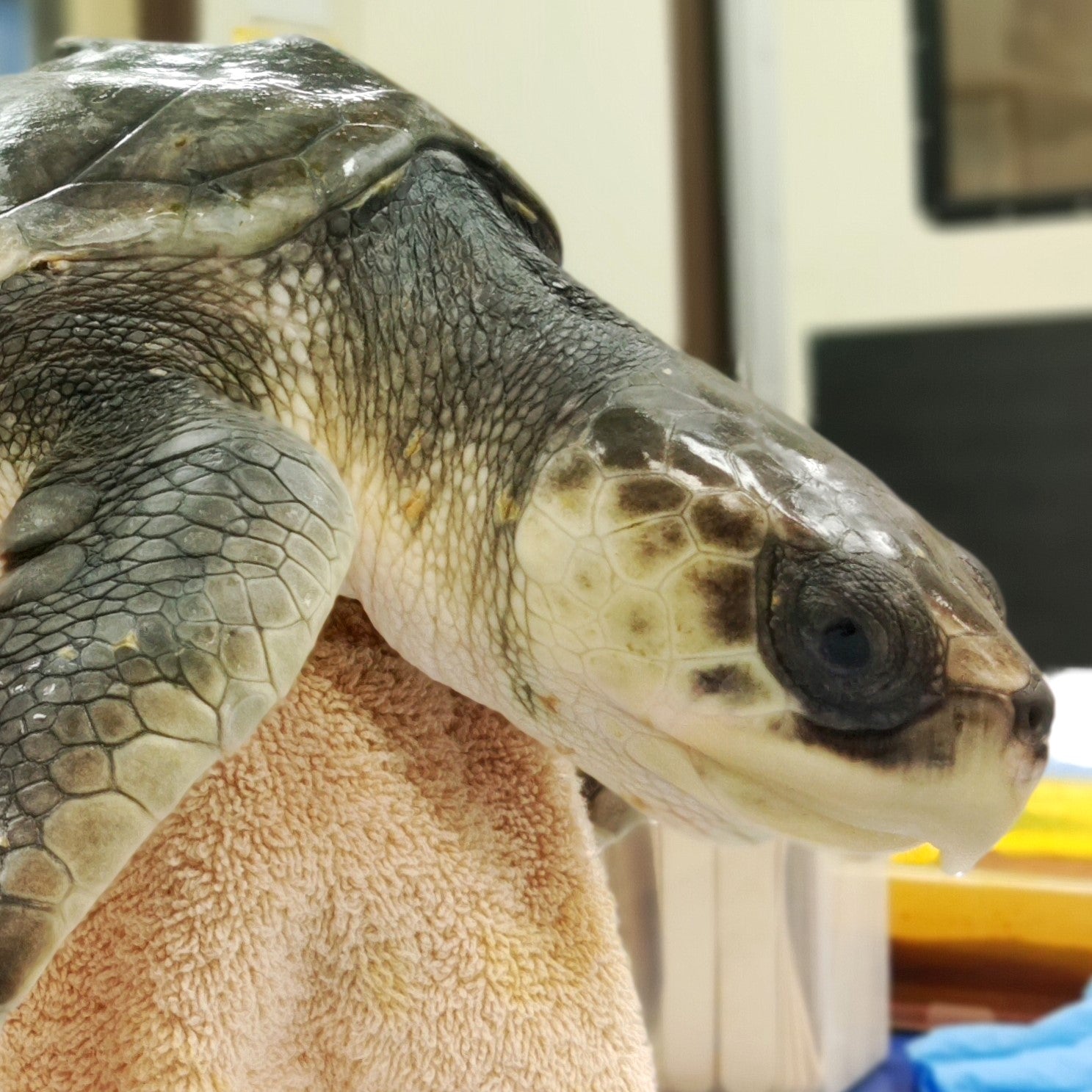 Adopt the Kemp's Ridley Sea Turtles (Symbolic)