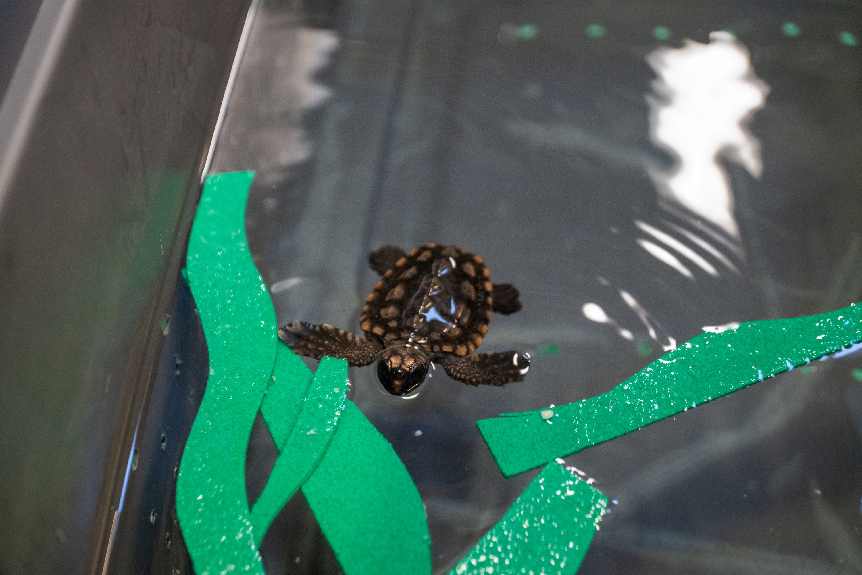 Donate to Vote on the 2025 GSTC Hatchling Name