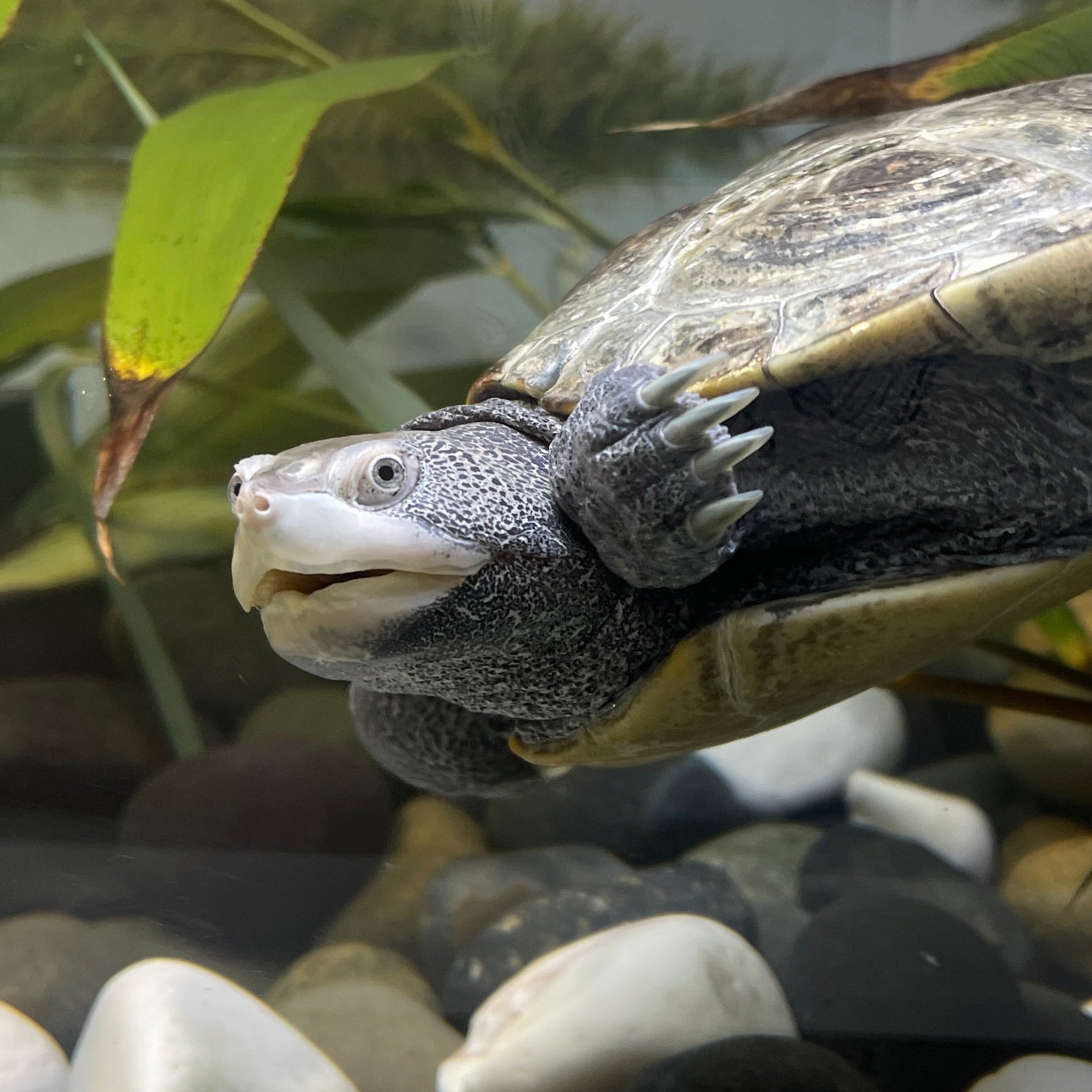 Sponsor an Education Ambassador