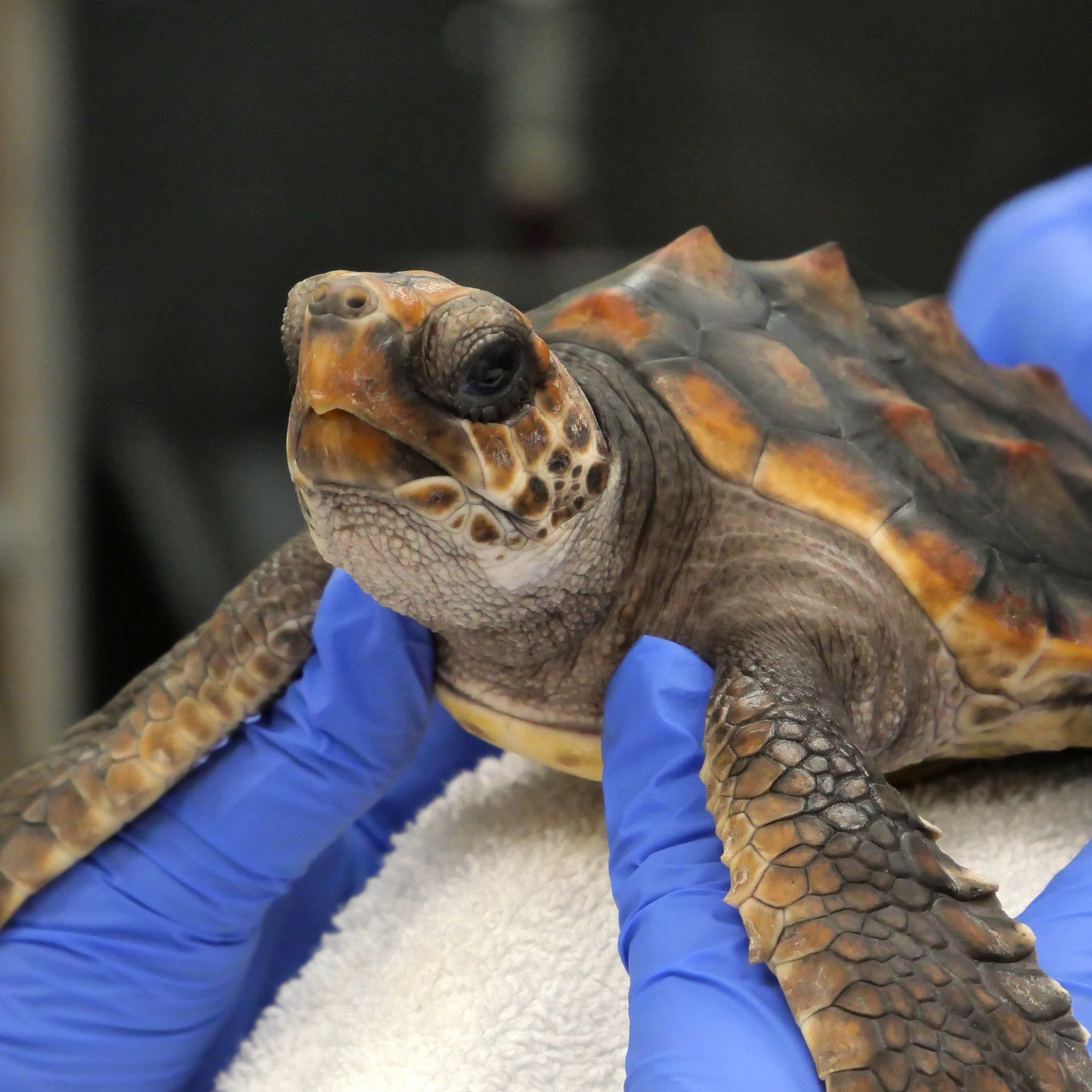 Adopt the Loggerhead Sea Turtles (Symbolic)