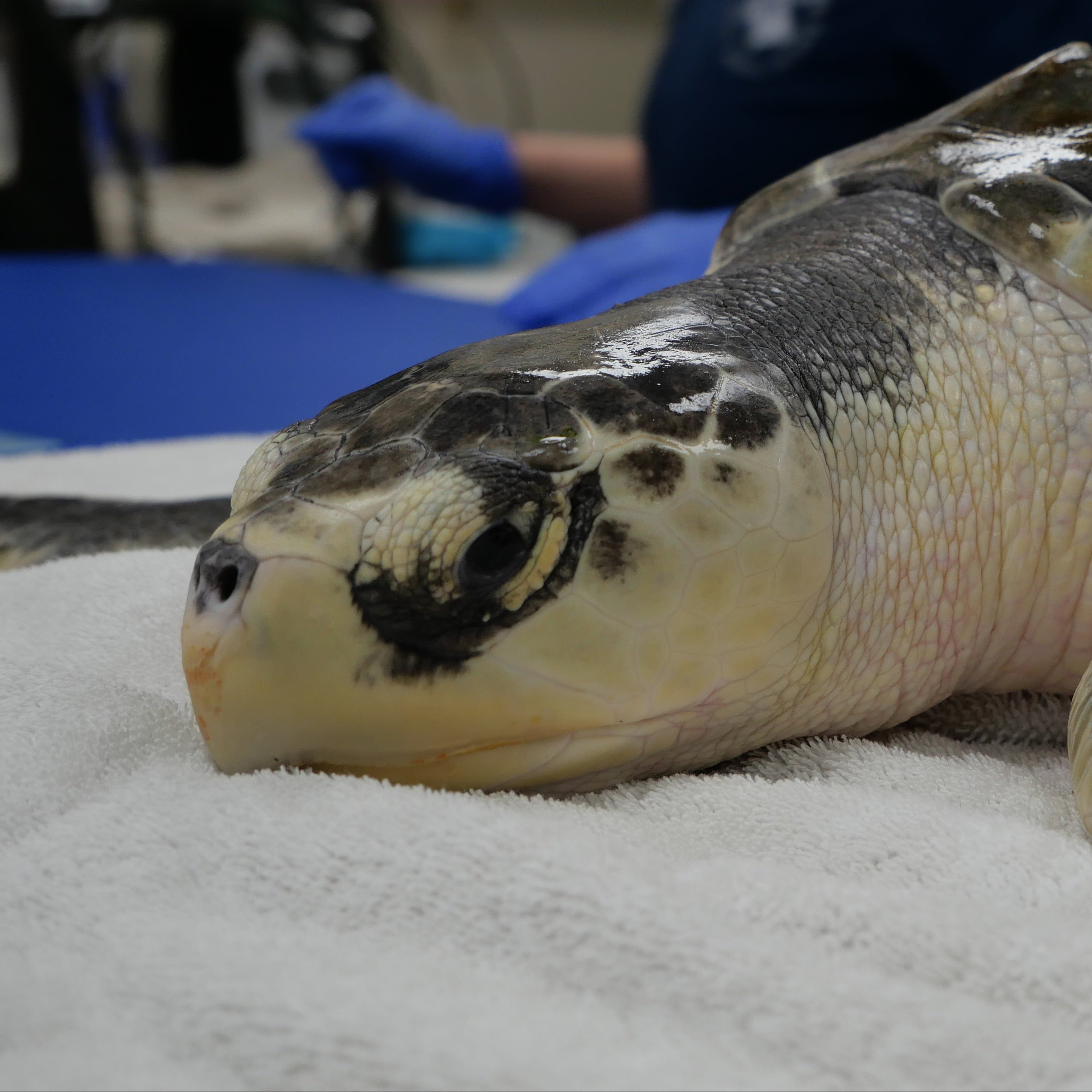 Adopt the Kemp's Ridley Sea Turtles (Symbolic)