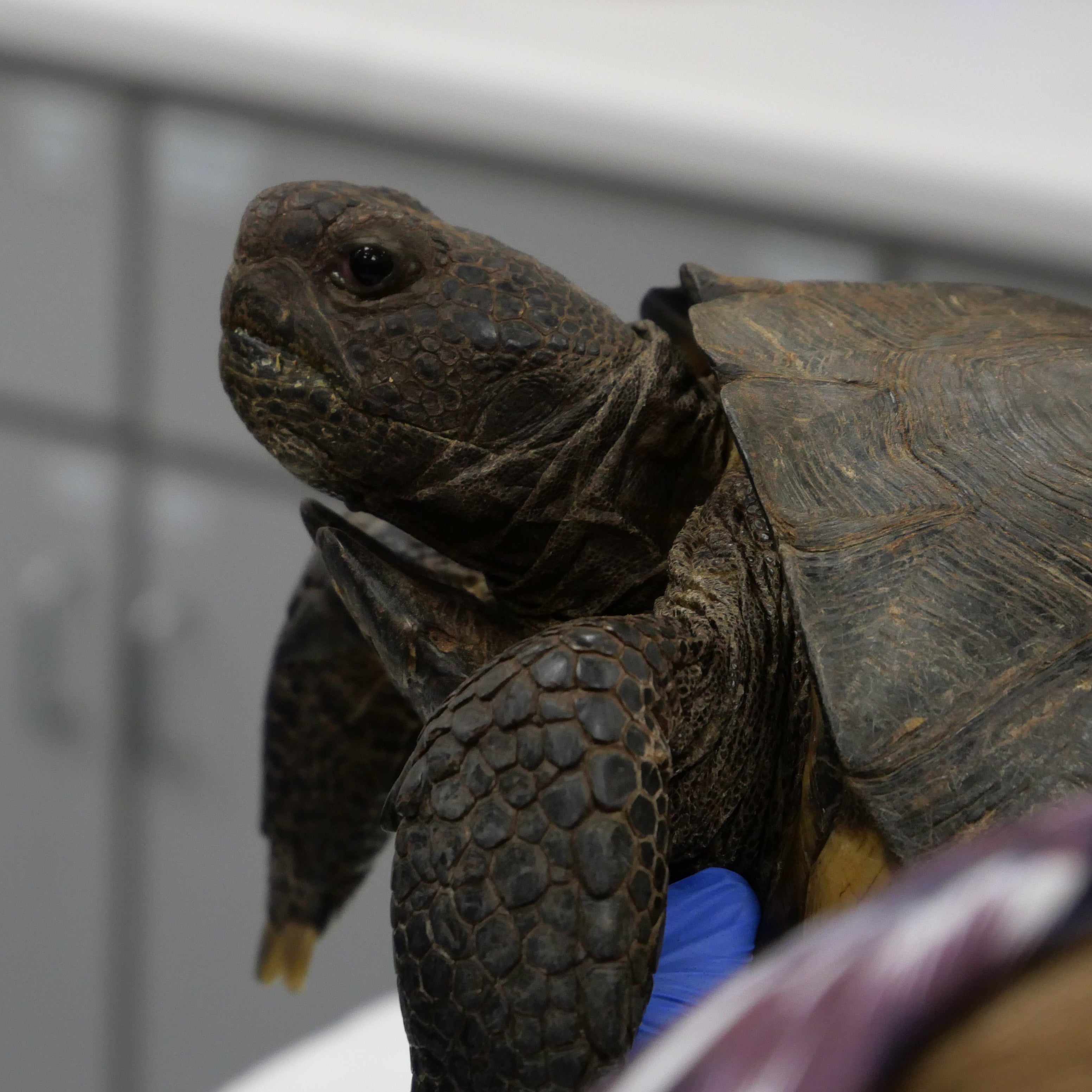 Sponsor a Box Turtle or Gopher Tortoise