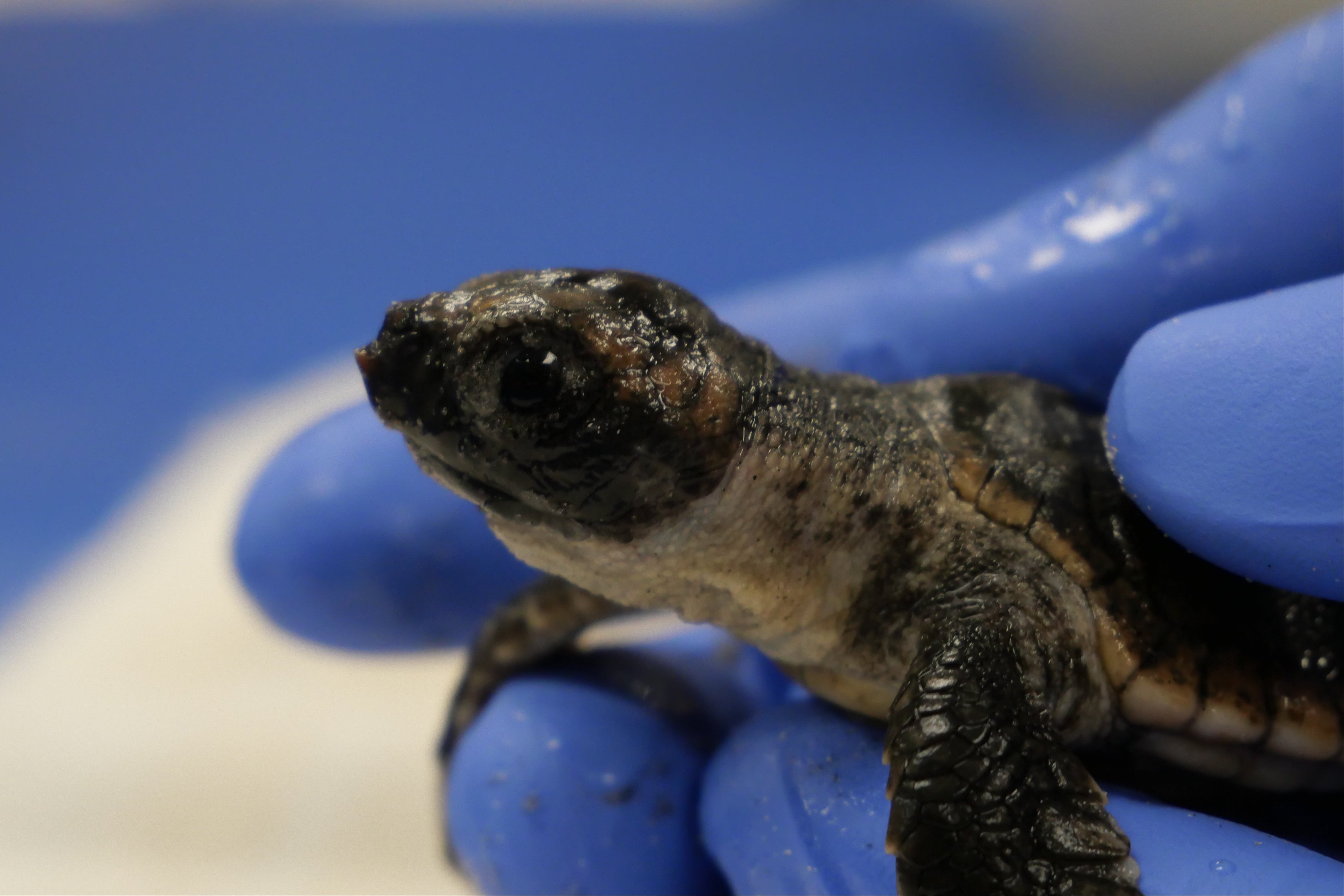 Donate to Vote on the 2026 GSTC Hatchling Name