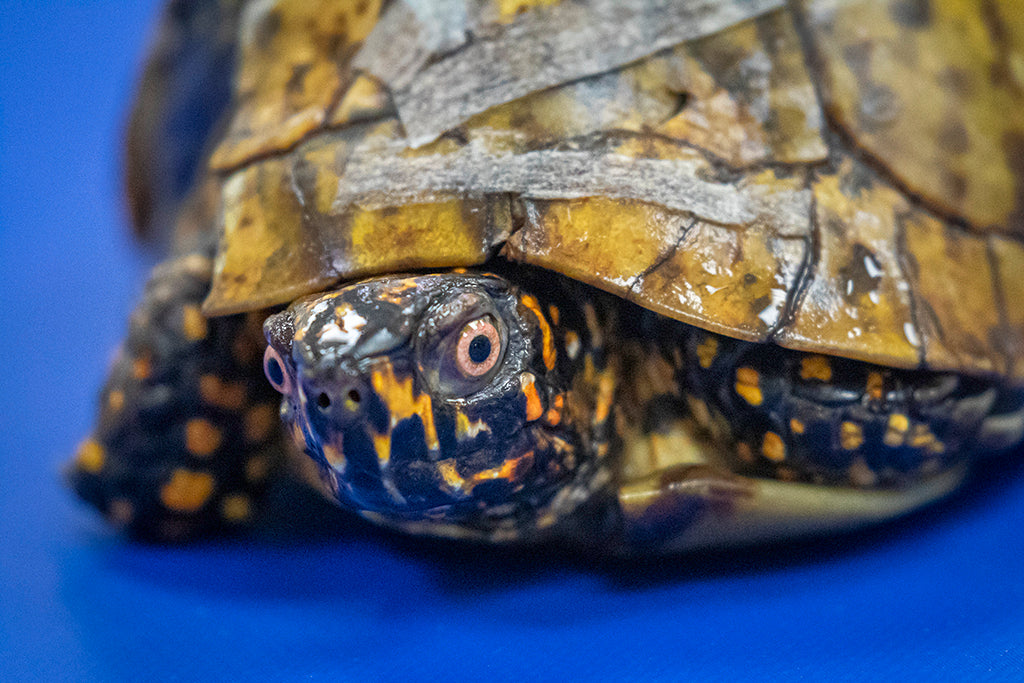 Sponsor a Gopher Tortoise or Box Turtle