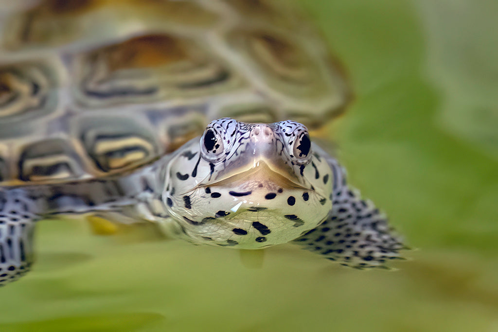 Sponsor a Diamondback Terrapin