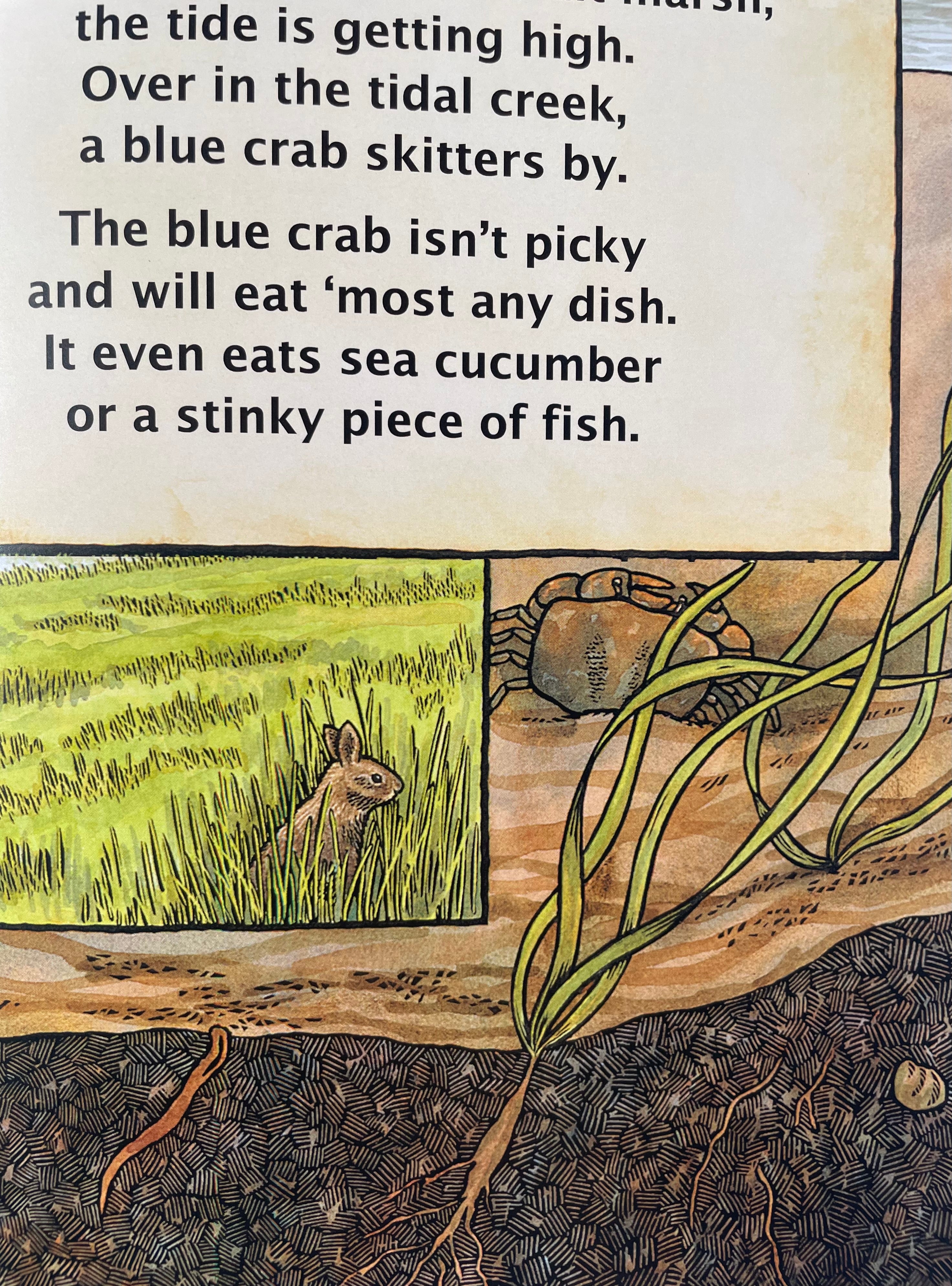 GSTC 'A Day in the Salt Marsh' Children's Book