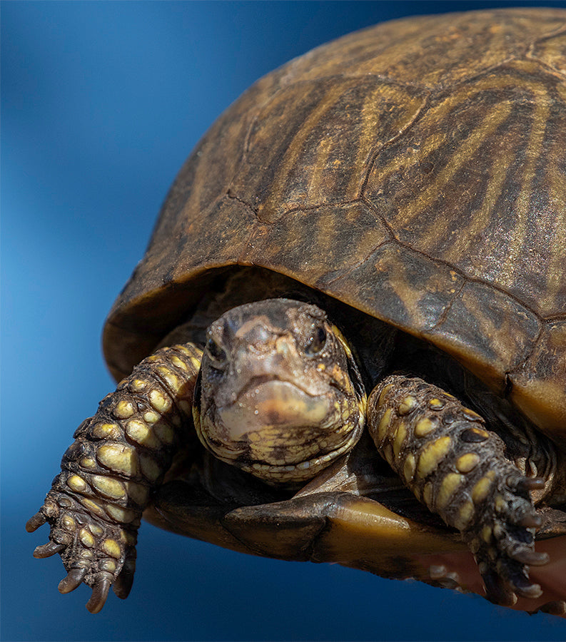 Sponsor an Education Ambassador