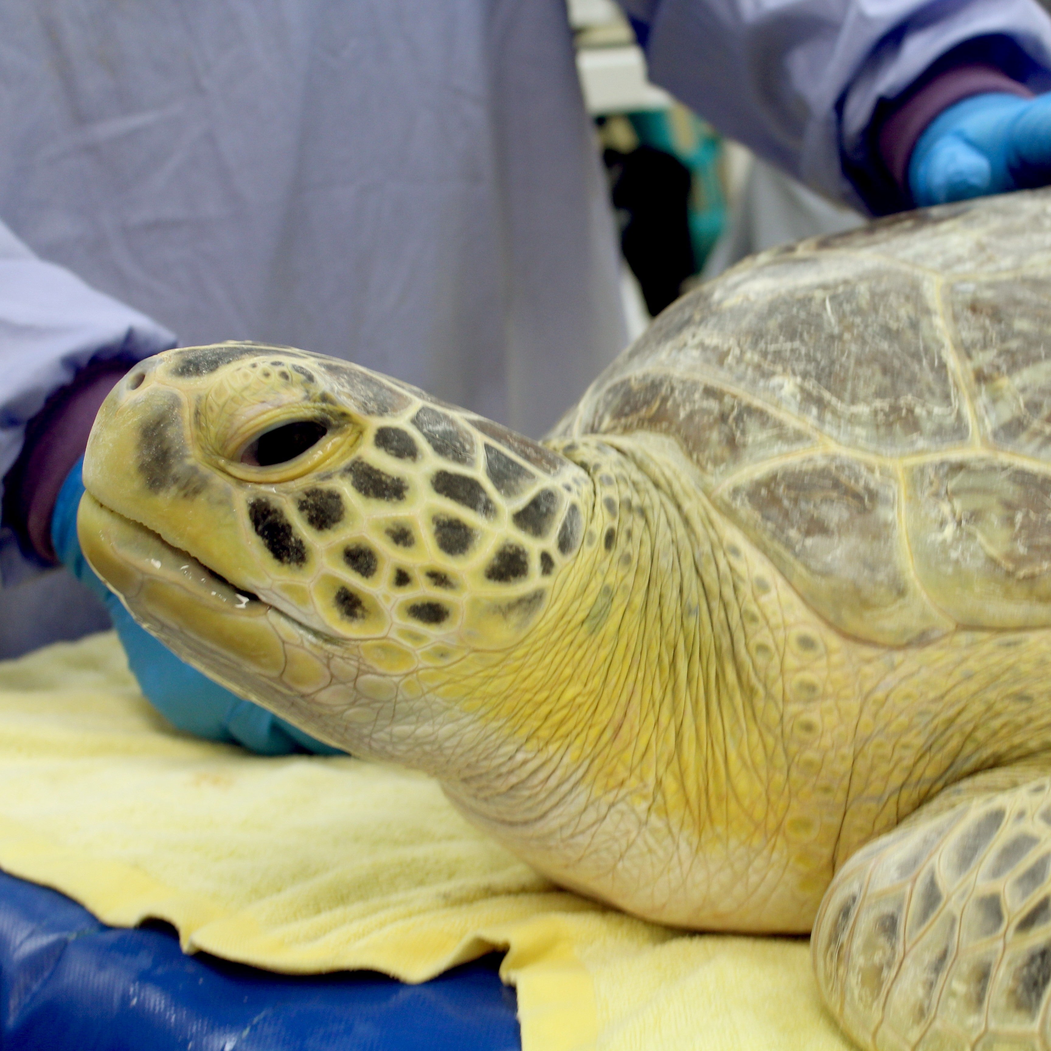 Adopt the Green Sea Turtles (Symbolic) – Jekyll Island Online Store