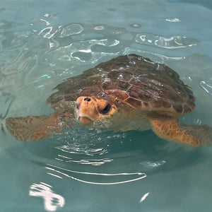 Adopt the Loggerhead Sea Turtles (Symbolic)