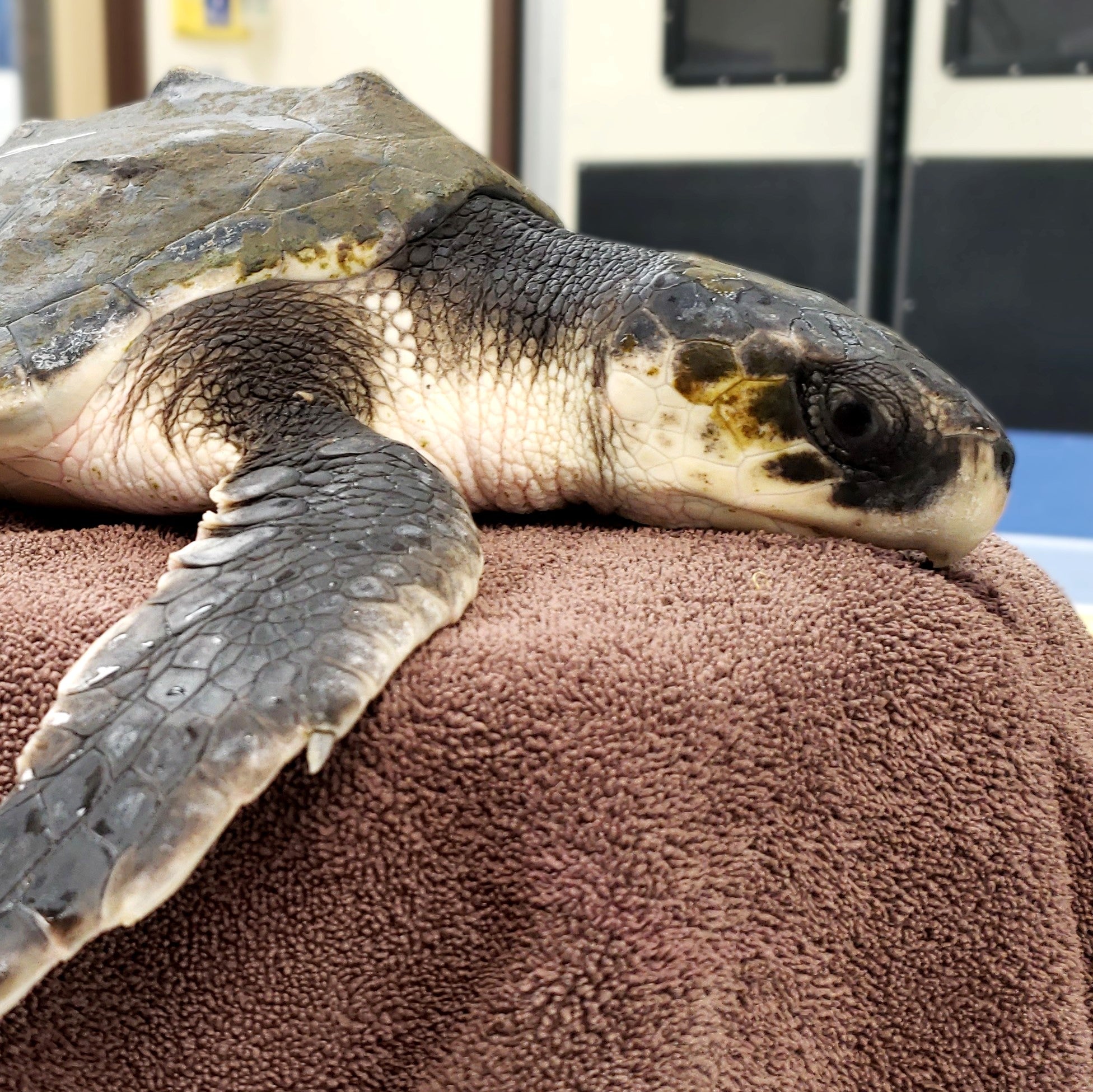 Adopt the Kemp's Ridley Sea Turtles (Symbolic)